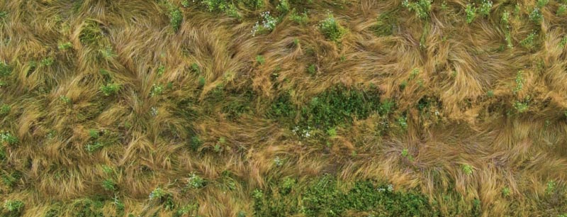 birds eye view of grass